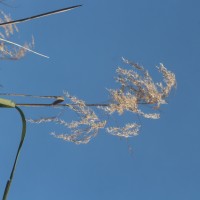 Phragmites karka (Retz.) Trin. ex Steud.